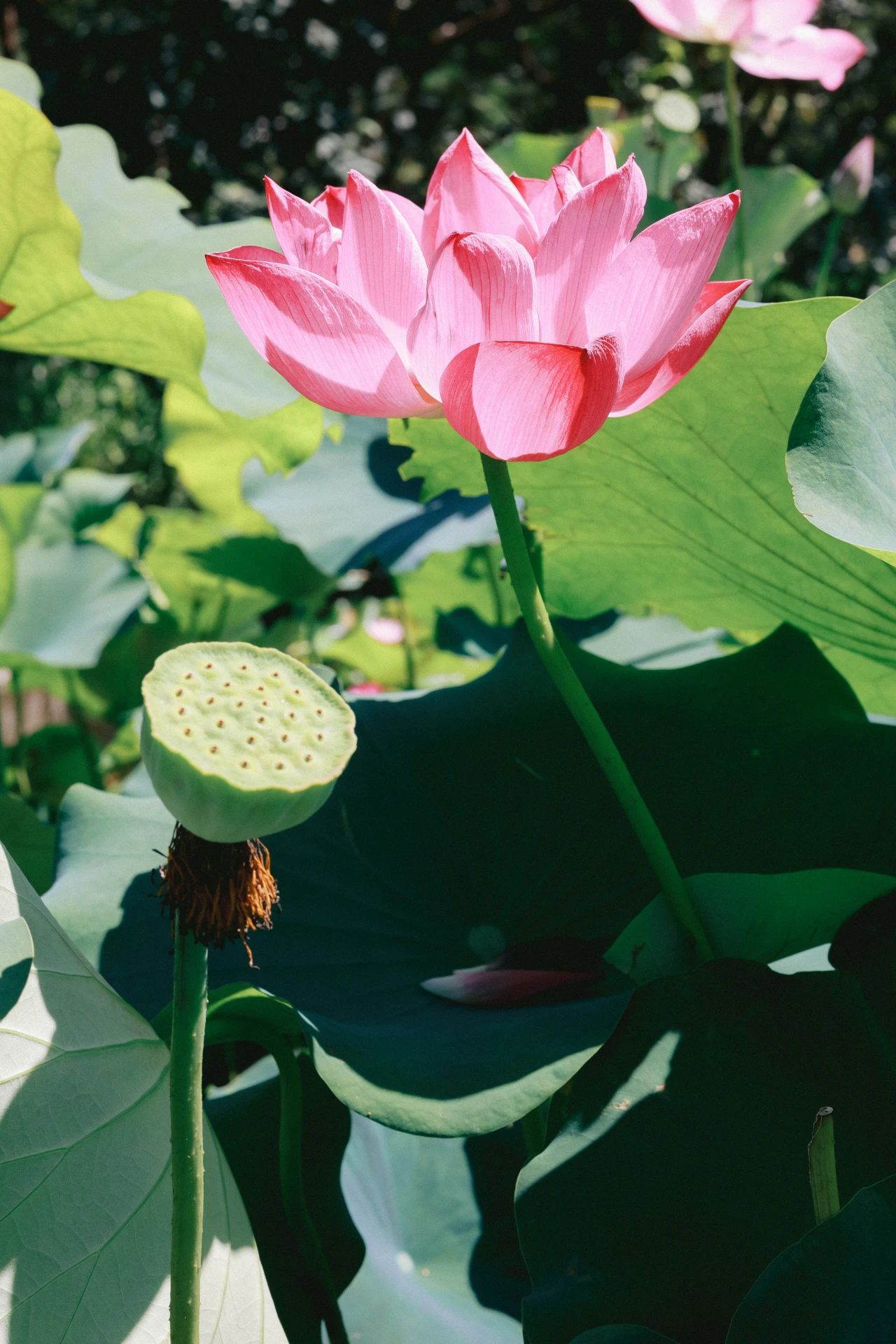 1-3-2莲.jpg